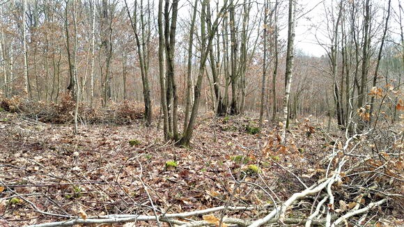 Coppicing and Sustainability