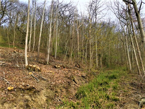 Coppicing and Sustainability